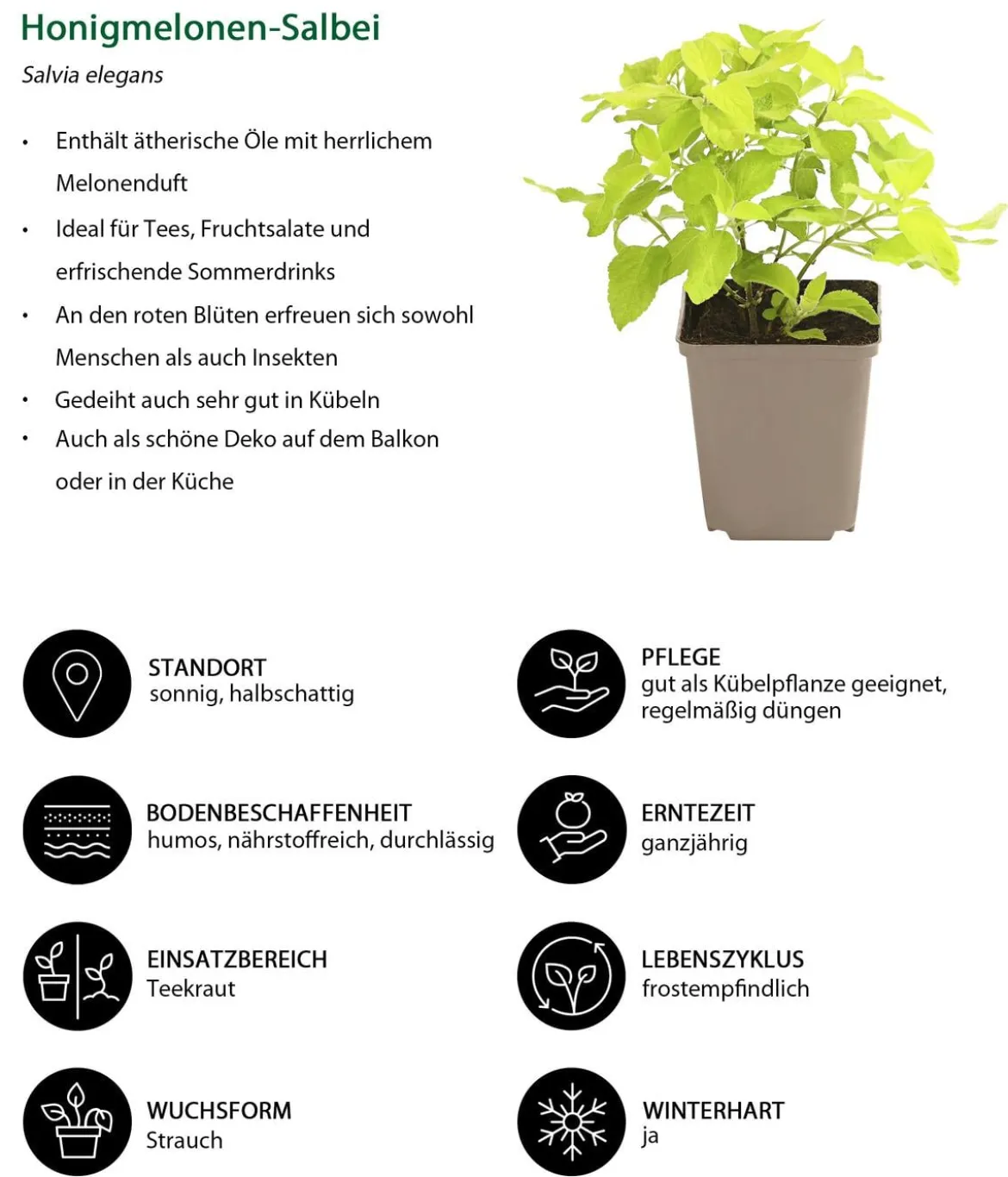 Honigmelonen-Salbei