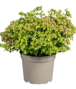 Hopfen-Dost 'Dingle Fairy'