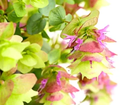 Hopfen-Dost 'Kent Beauty'