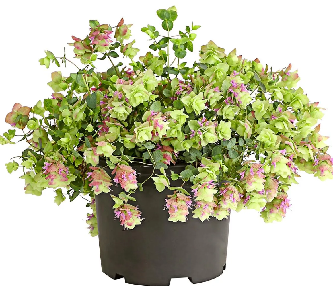Hopfen-Dost 'Kent Beauty'