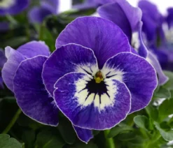 Hornveilchen in Schale, verschiedene Farben