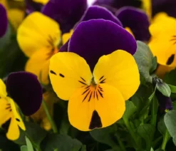 Hornveilchen in Schale, verschiedene Farben