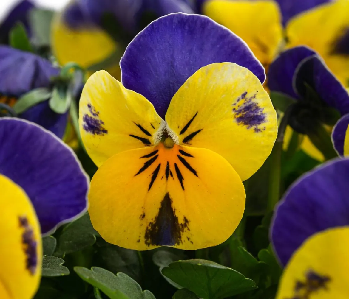Hornveilchen in Schale, verschiedene Farben