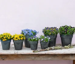 Hornveilchen, verschiedene Farben