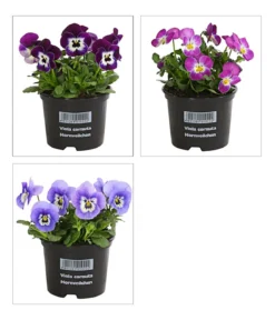 Hornveilchen, verschiedene Farben