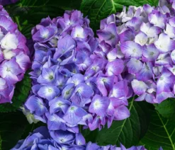 Hortensie 'Diva fiore®'