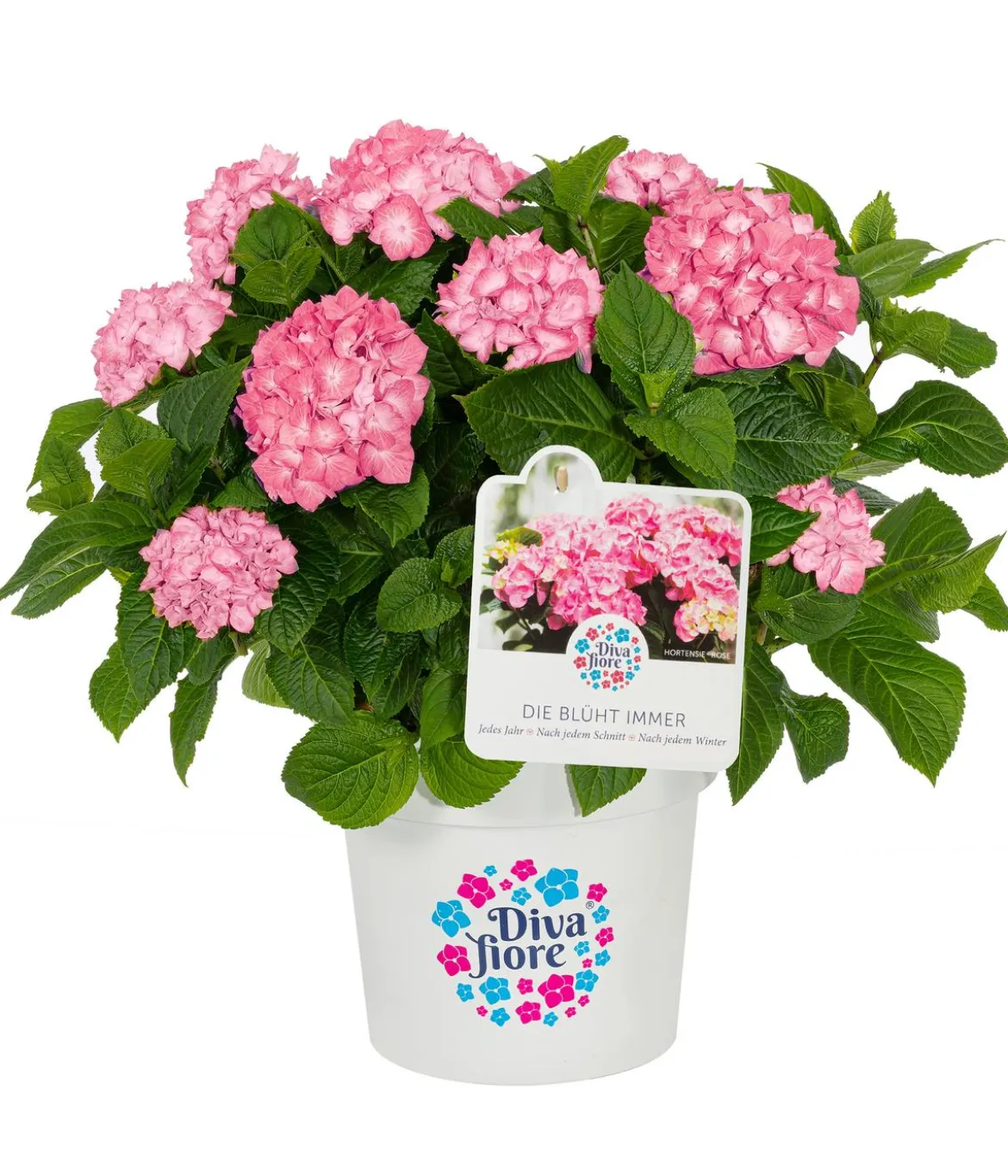 Hortensie 'Diva fiore®'