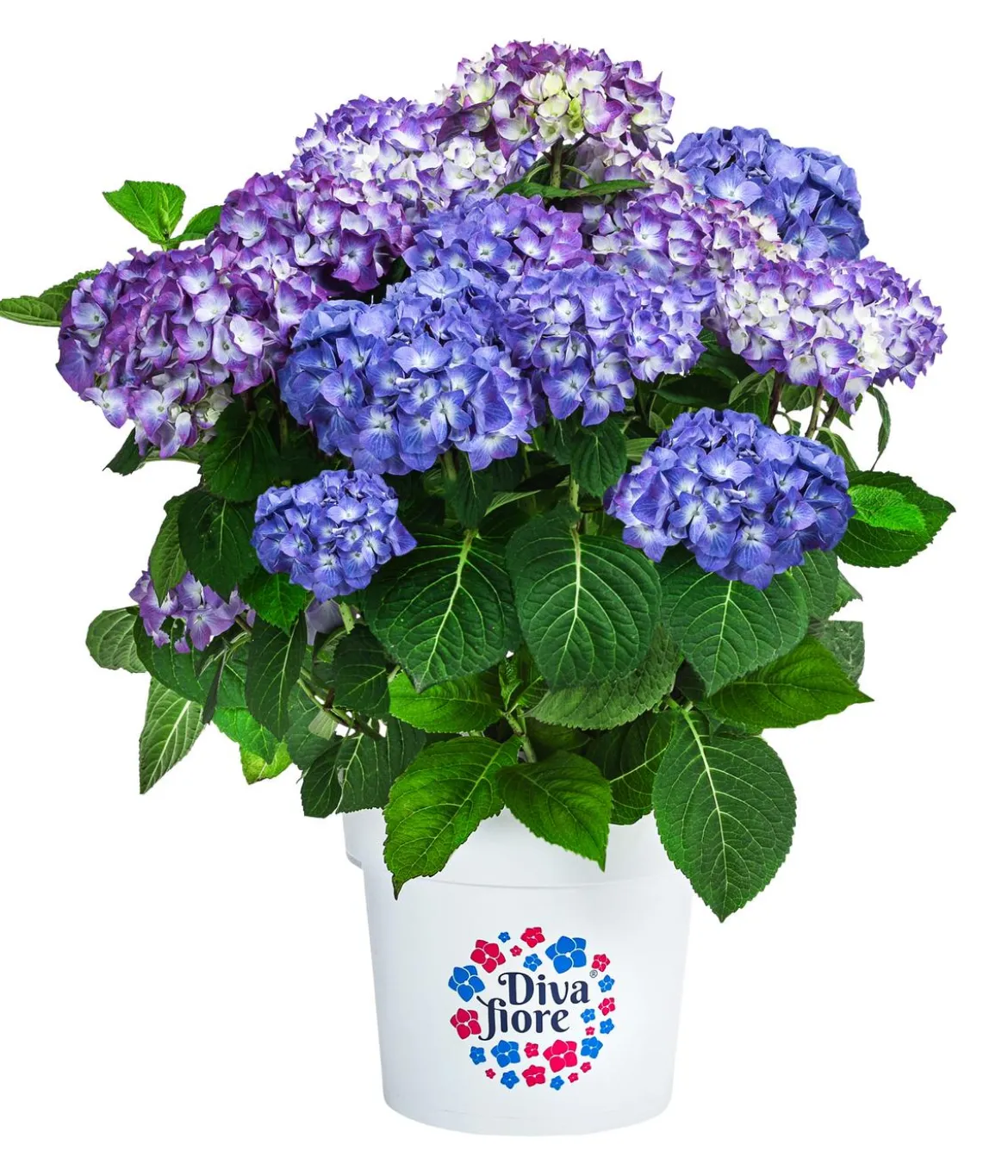 Hortensie 'Diva fiore®'