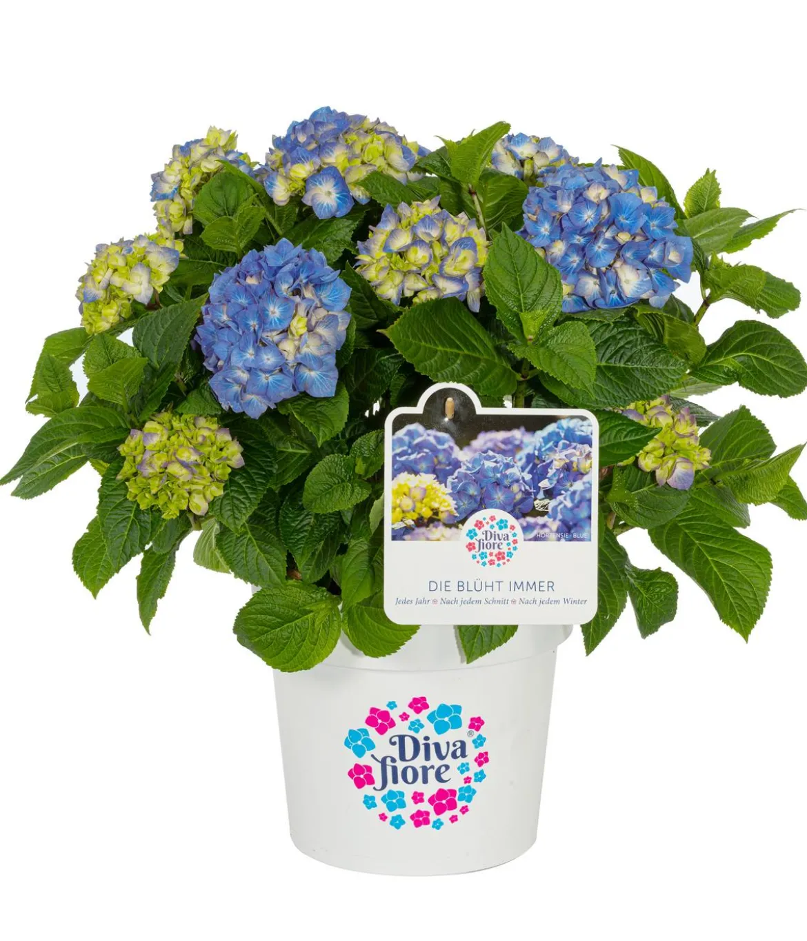 Hortensie 'Diva fiore®'