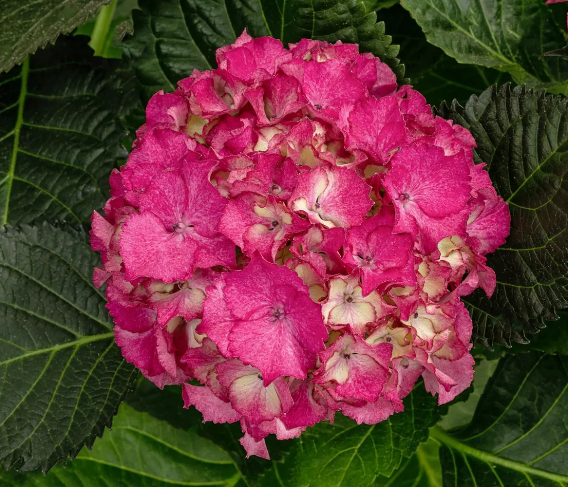 Hortensie - Hydrangea macrophylla 'Baladia Hot Pink'