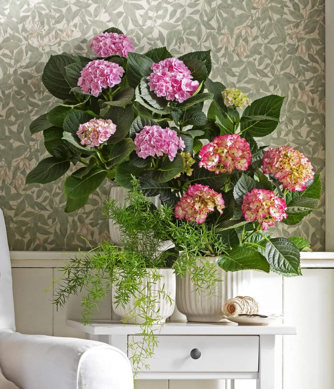 Hortensie - Hydrangea macrophylla 'Baladia Hot Pink'