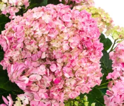 Hortensie - Hydrangea macrophylla 'Campino Pink'