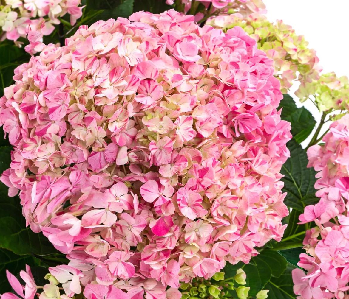 Hortensie - Hydrangea macrophylla 'Campino Pink'