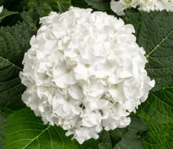 Hortensie - Hydrangea macrophylla 'Ice Boy'