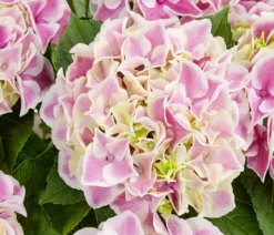 Hortensie - Hydrangea macrophylla 'Diva'