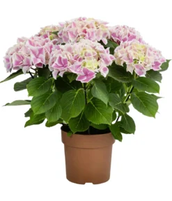 Hortensie - Hydrangea macrophylla 'Diva'