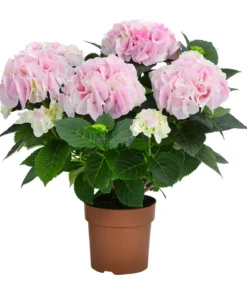Hortensie - Hydrangea macrophylla 'Diamond'