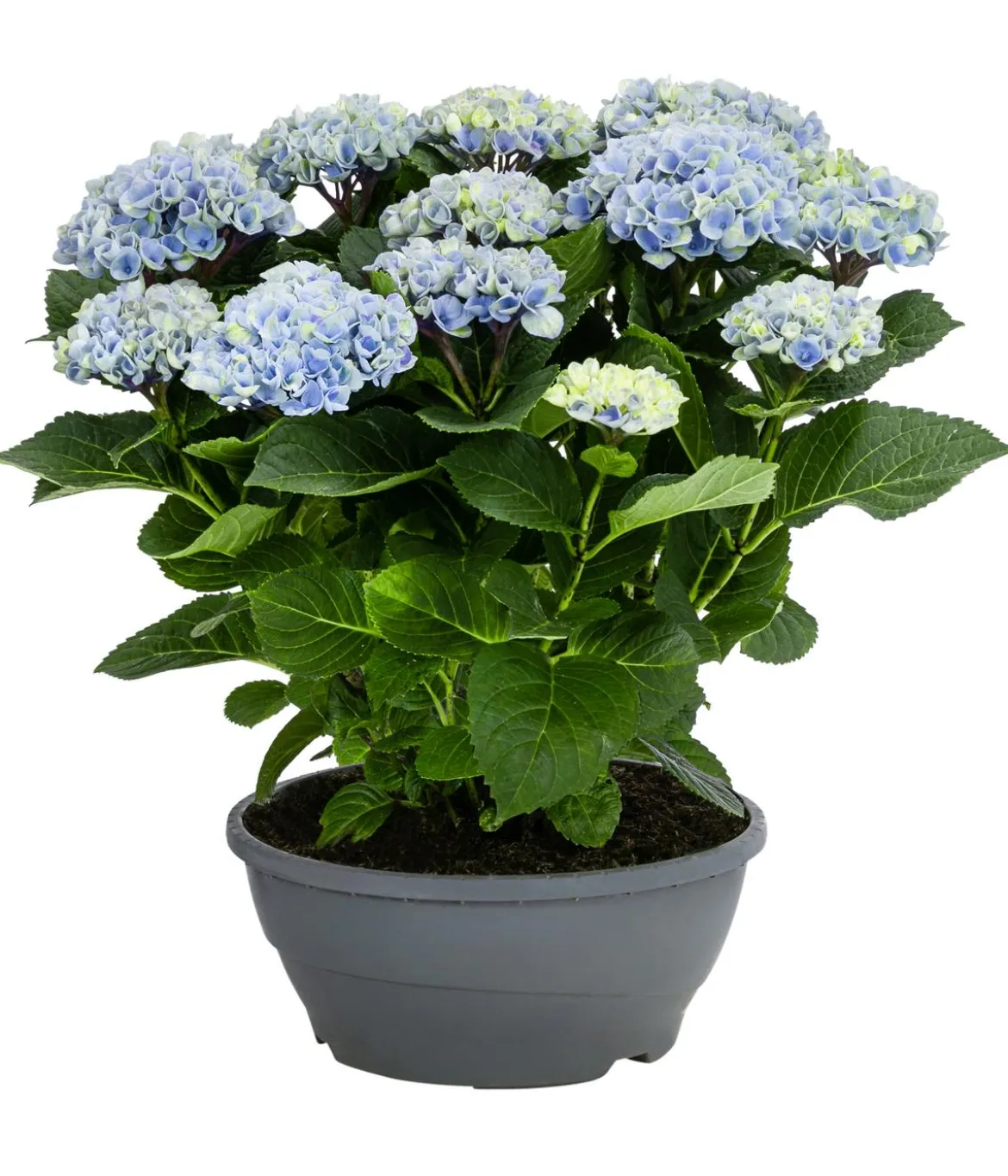 Hortensie - Hydrangea macrophylla 'Magical', verschiedene Farben, Schale