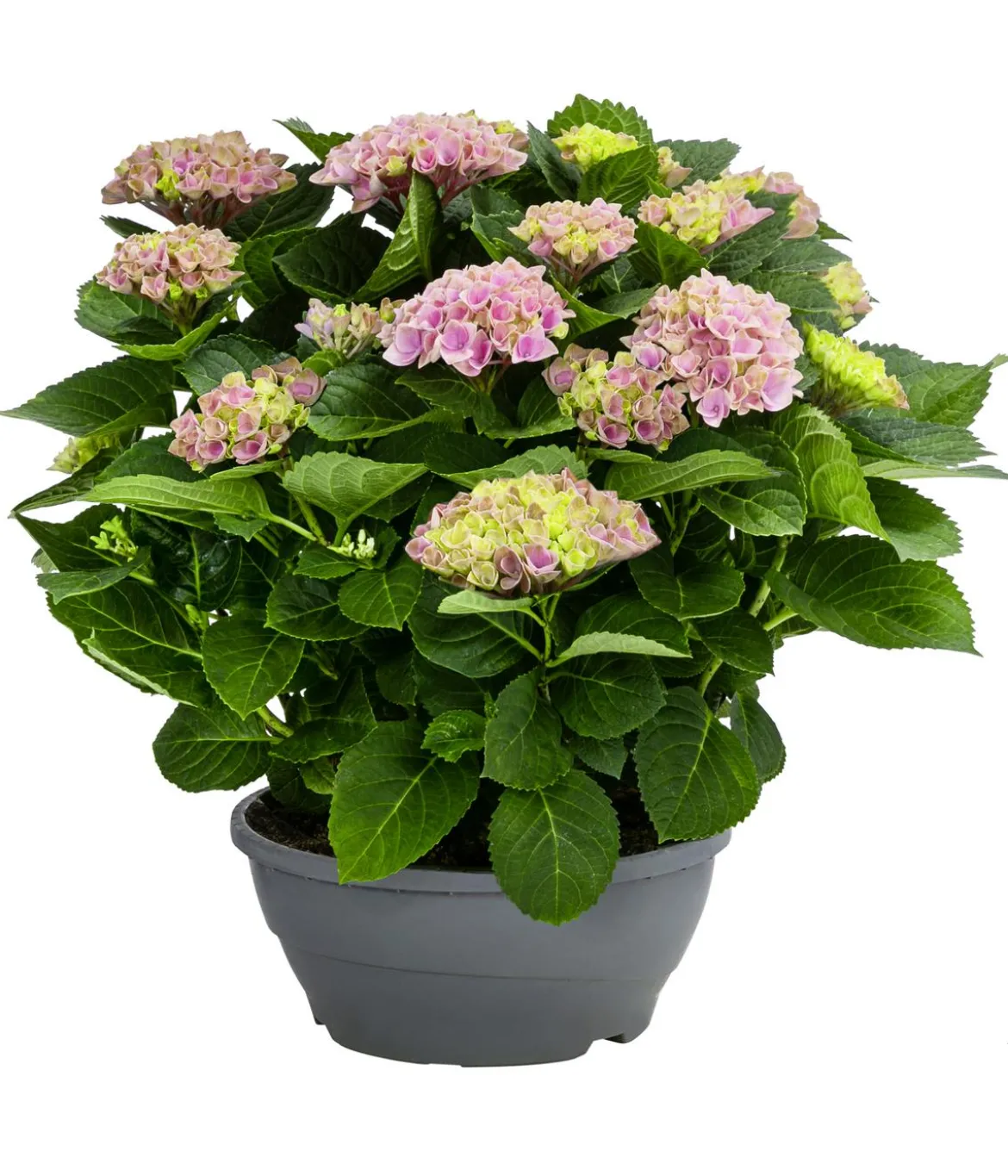 Hortensie - Hydrangea macrophylla 'Magical', verschiedene Farben, Schale