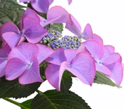 Hortensie - Hydrangea macrophylla 'Tiffany'