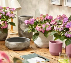 Hortensie - Hydrangea macrophylla 'Tiffany'