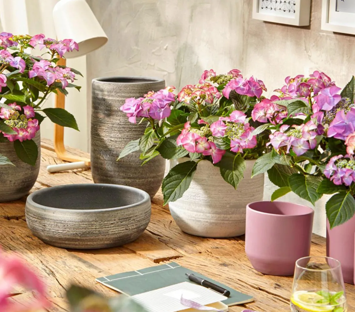 Hortensie - Hydrangea macrophylla 'Tiffany'