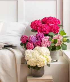 Hortensie - Hydrangea macrophylla