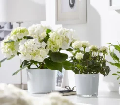 Hortensie - Hydrangea macrophylla