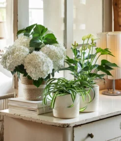 Hortensie - Hydrangea macrophylla