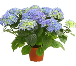 Hortensie - Hydrangea macrophylla