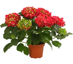 Hortensie - Hydrangea macrophylla