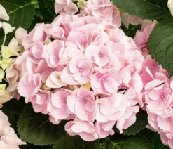Hortensie - Hydrangea macrophylla 'Sonnenstein'