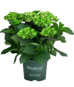 Hortensie 'Magical Amethyst'