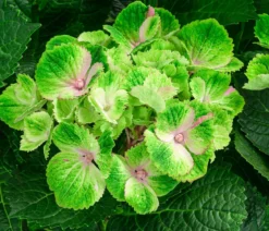 Hortensie 'Magical Amethyst'