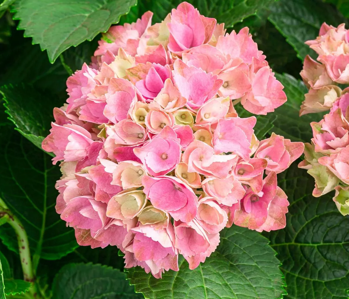 Hortensie 'Magical Evolution'