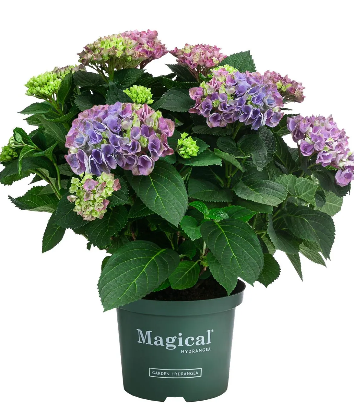 Hortensie 'Magical Evolution'