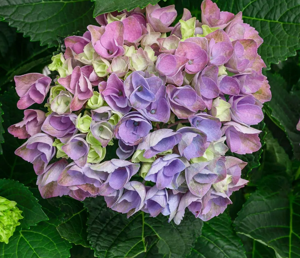 Hortensie 'Magical Evolution'