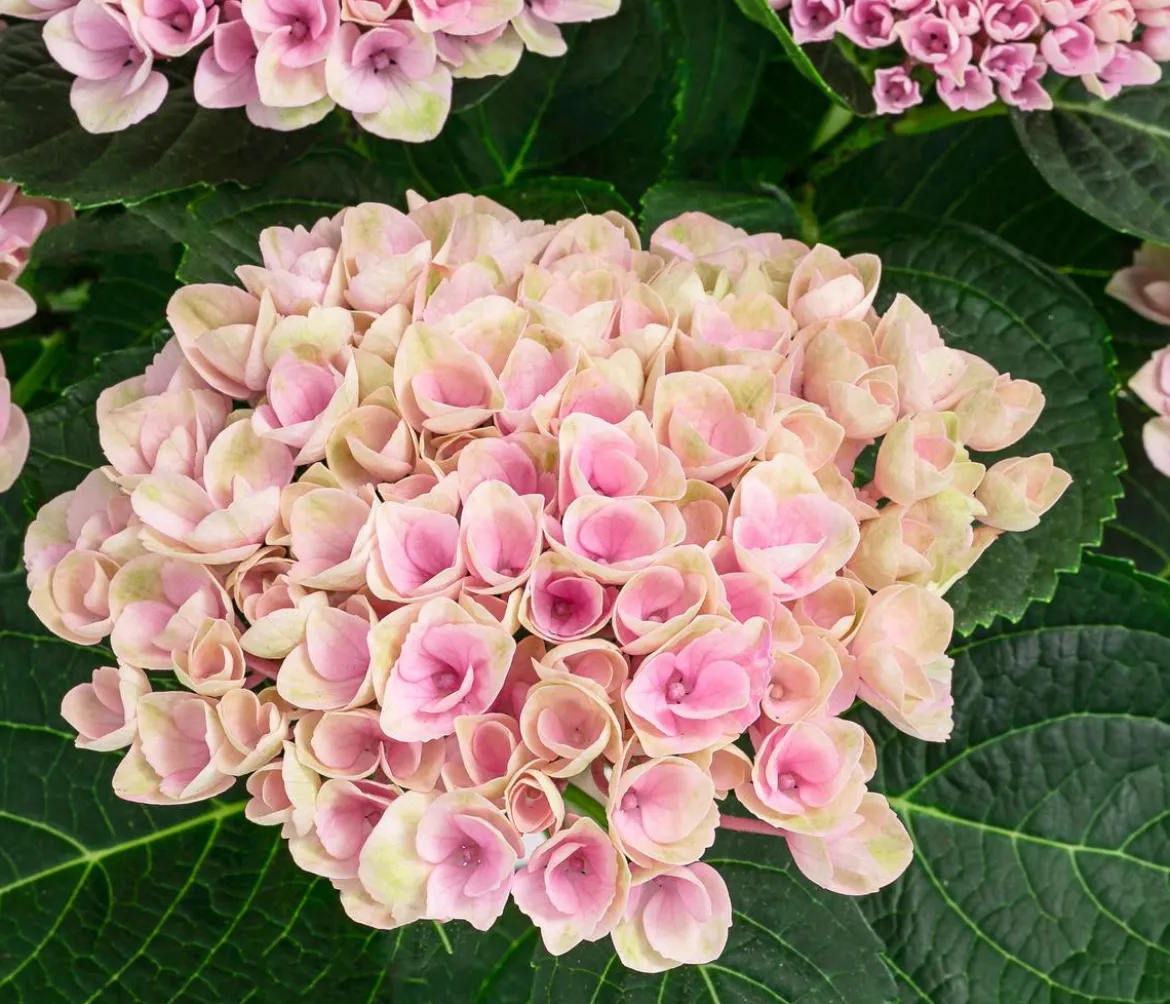 Hortensie 'Magical Revolution'