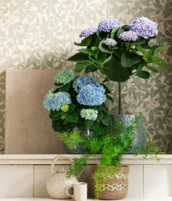 Hortensie 'Magical', verschiedene Farben