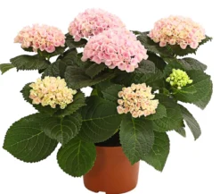 Hortensie 'Magical', verschiedene Farben