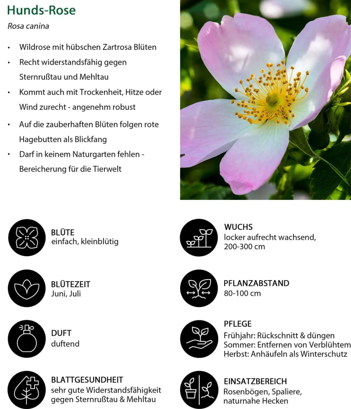 Hunds-Rose