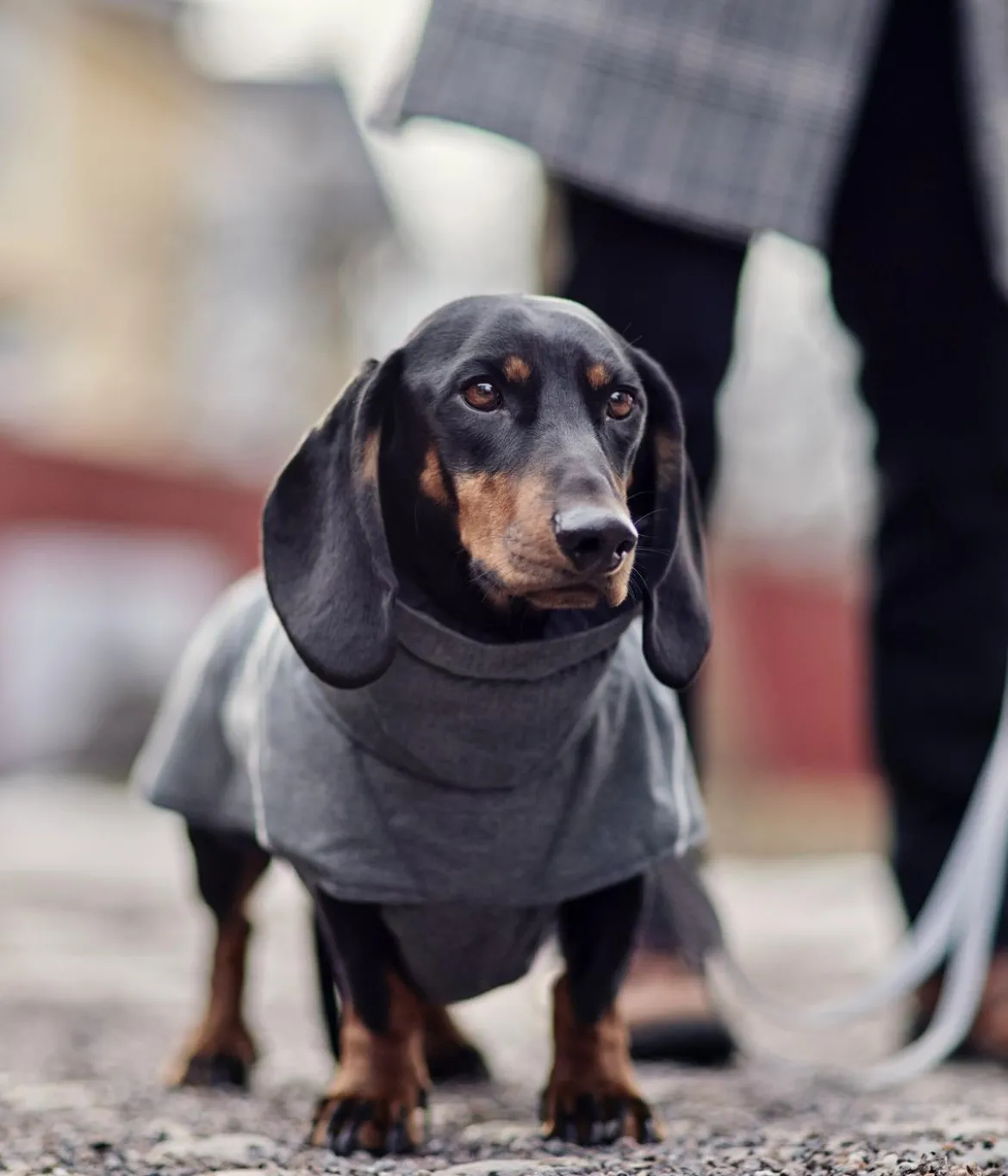 Hurtta Hundejacke Expedition Parka II Blackberry