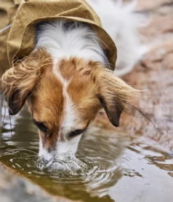 Hurtta Hunde-Regenjacke Monsoon II