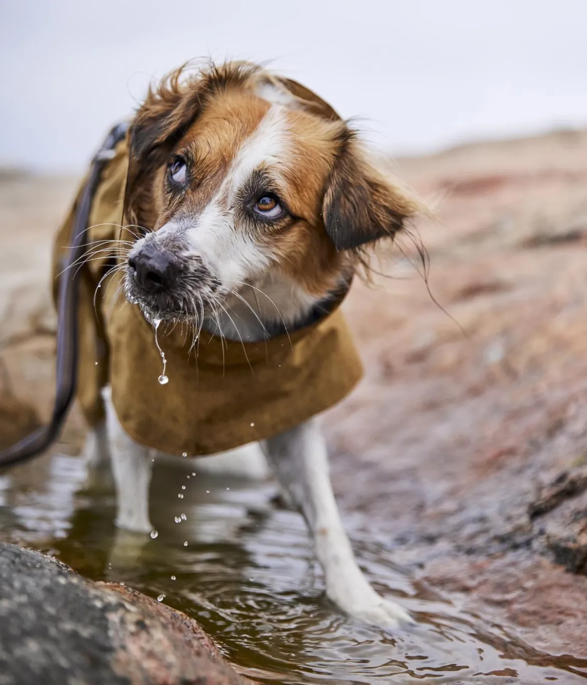 Hurtta Hunde-Regenjacke Monsoon II