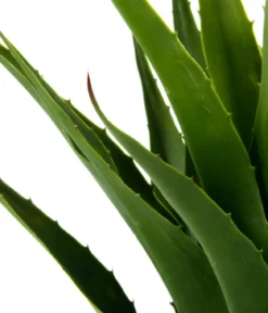 I.GE.A Kunstpflanze Agave im Topf, ca. H75 cm