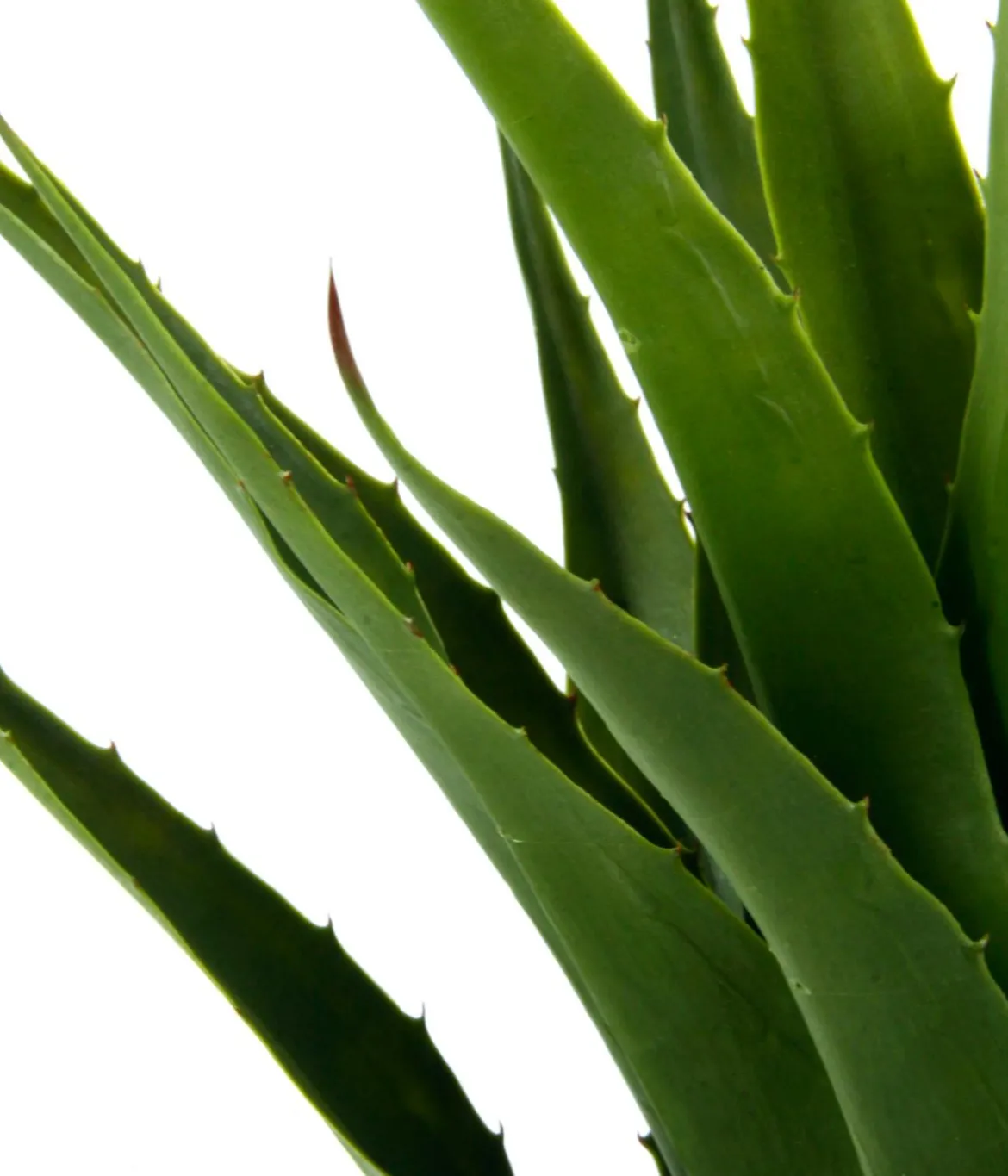 I.GE.A Kunstpflanze Agave im Topf, ca. H75 cm
