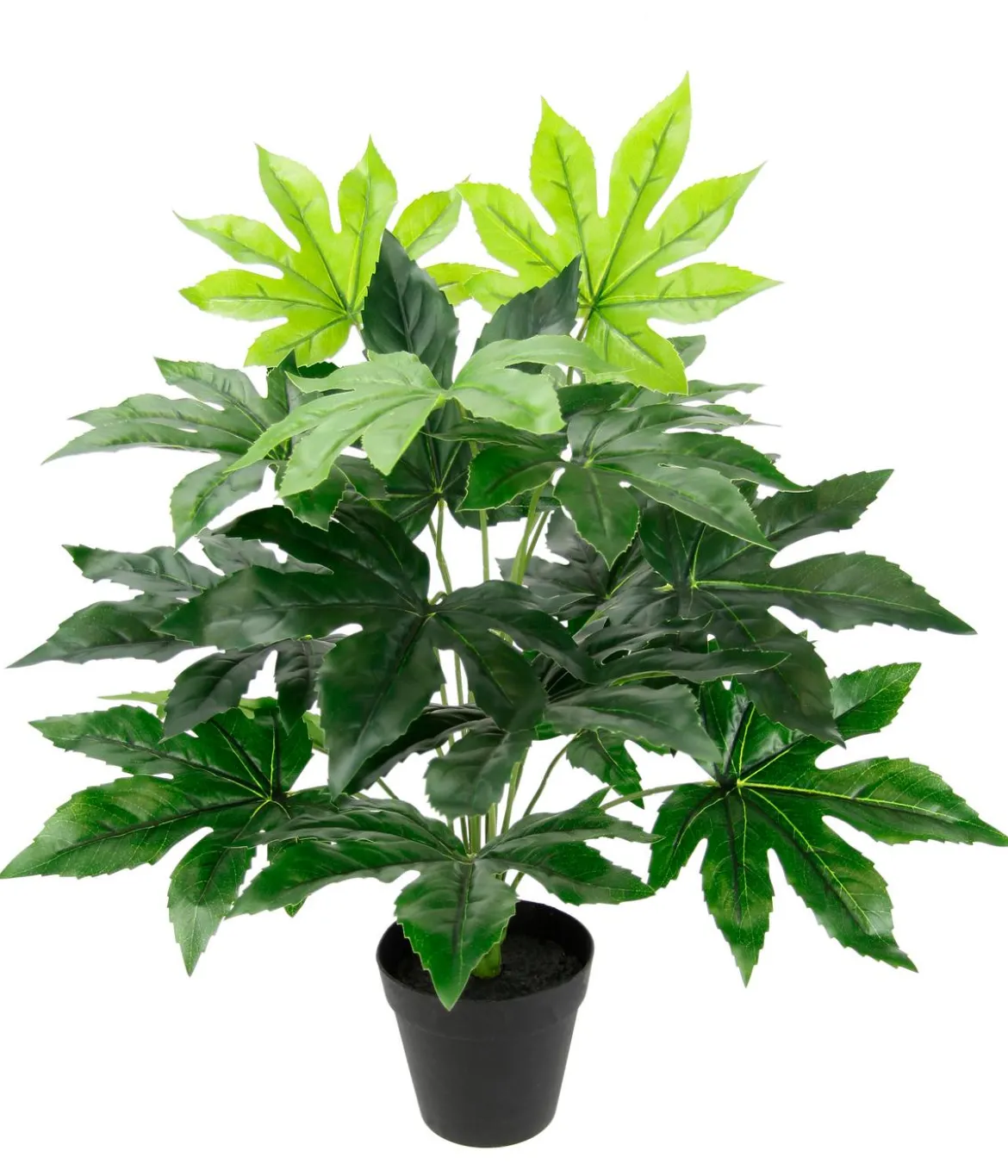 I.GE.A. Kunstpflanze Aralie im Kunststoff-Topf, ca. H60 cm