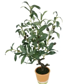 I.GE.A. Kunstpflanze Olive mit schwarzen Oliven, im Topf, ca. H57 cm