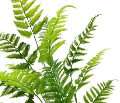 I.GE.A. Kunstpflanze Waldfarn im Topf, ca. H90 cm