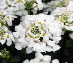 Immergrüne Schleifenblume